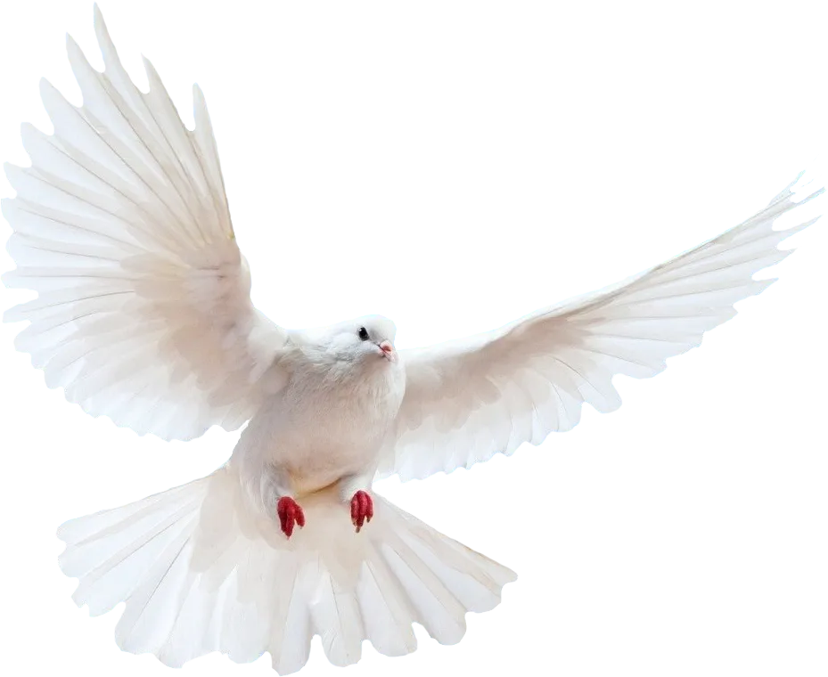 Download Free Peace Pigeon PNG File HD ICON favicon